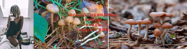 дживик Корсаков
